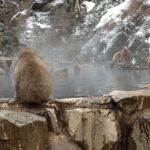 SNOW MONKEY PARK（地獄谷野猿公苑）遠征！